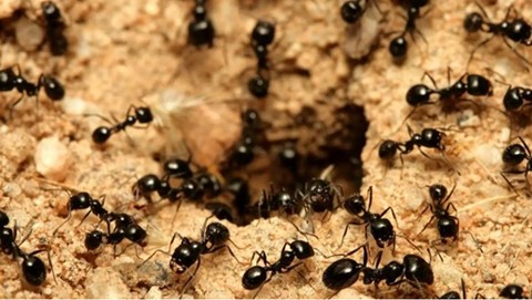 Not Random: Scientists Reveal How an Ant's Role Changes Inside the Colony