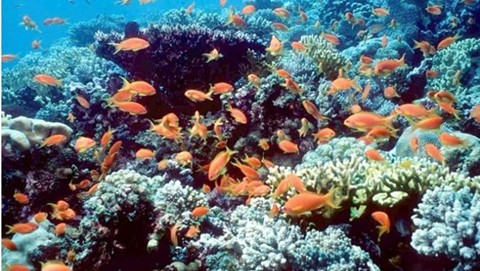 Aqaba Marine Reserve's Journey to UNESCO World Heritage Status Spanned Nearly Half a Century