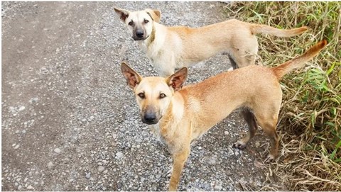 Irbid: 12 People, Including Children, Injured in Stray Dog Attack in Kufr Al-Ma'a