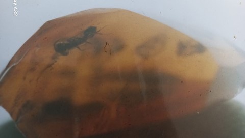 DNA and the Scientific Value of Jordanian Amber