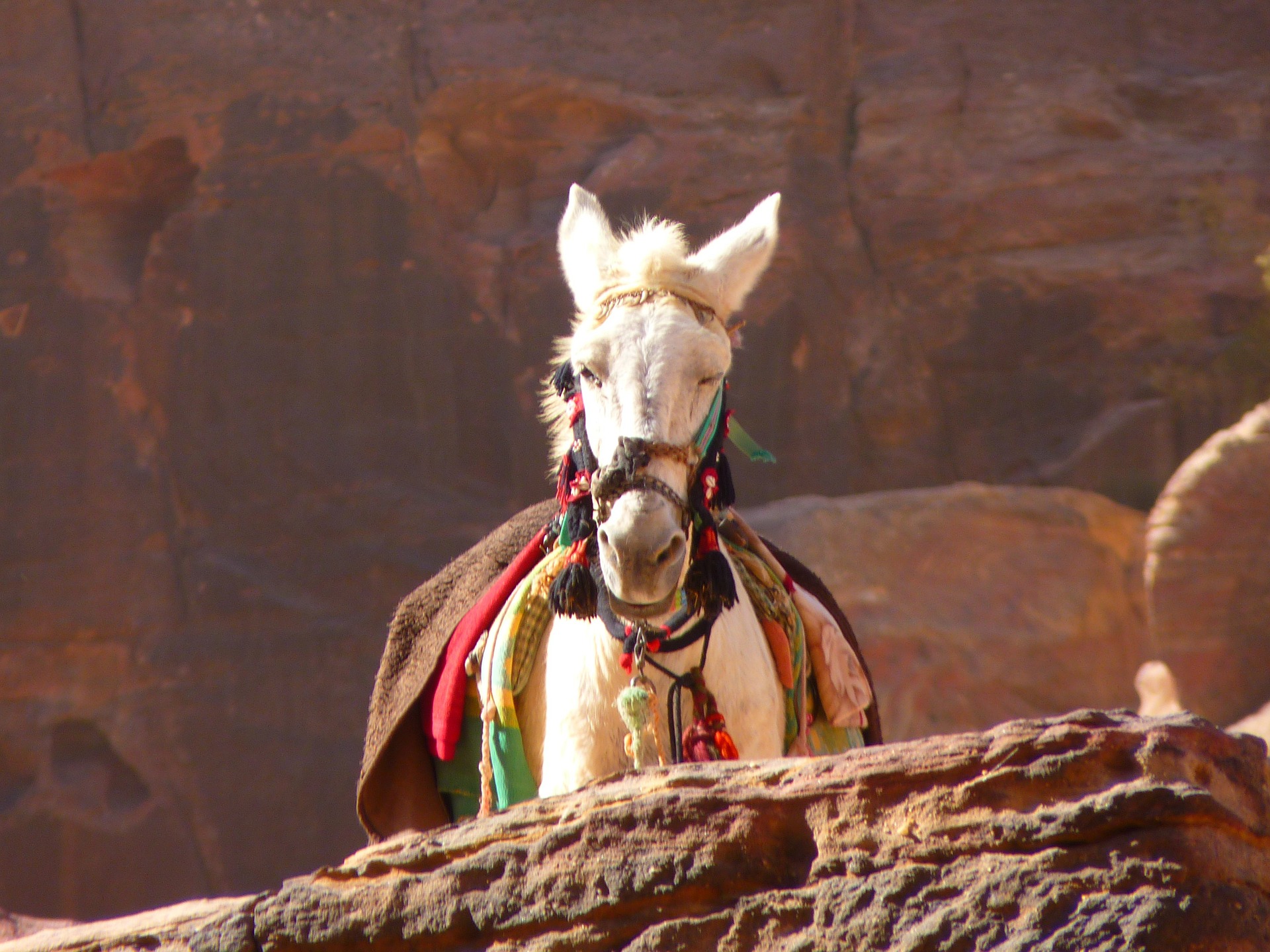 Horse in petra jordan